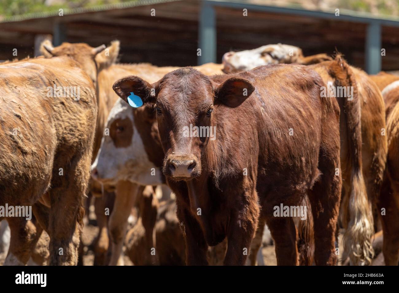 Image of a cow in a feedlot or feed yard Stock Photo Alamy