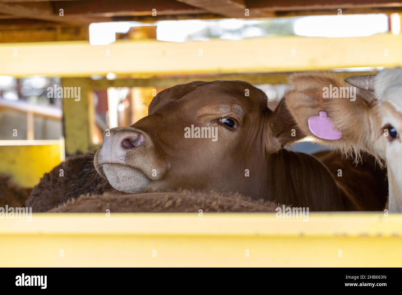 Beef cattle transport hi-res stock photography and images - Alamy