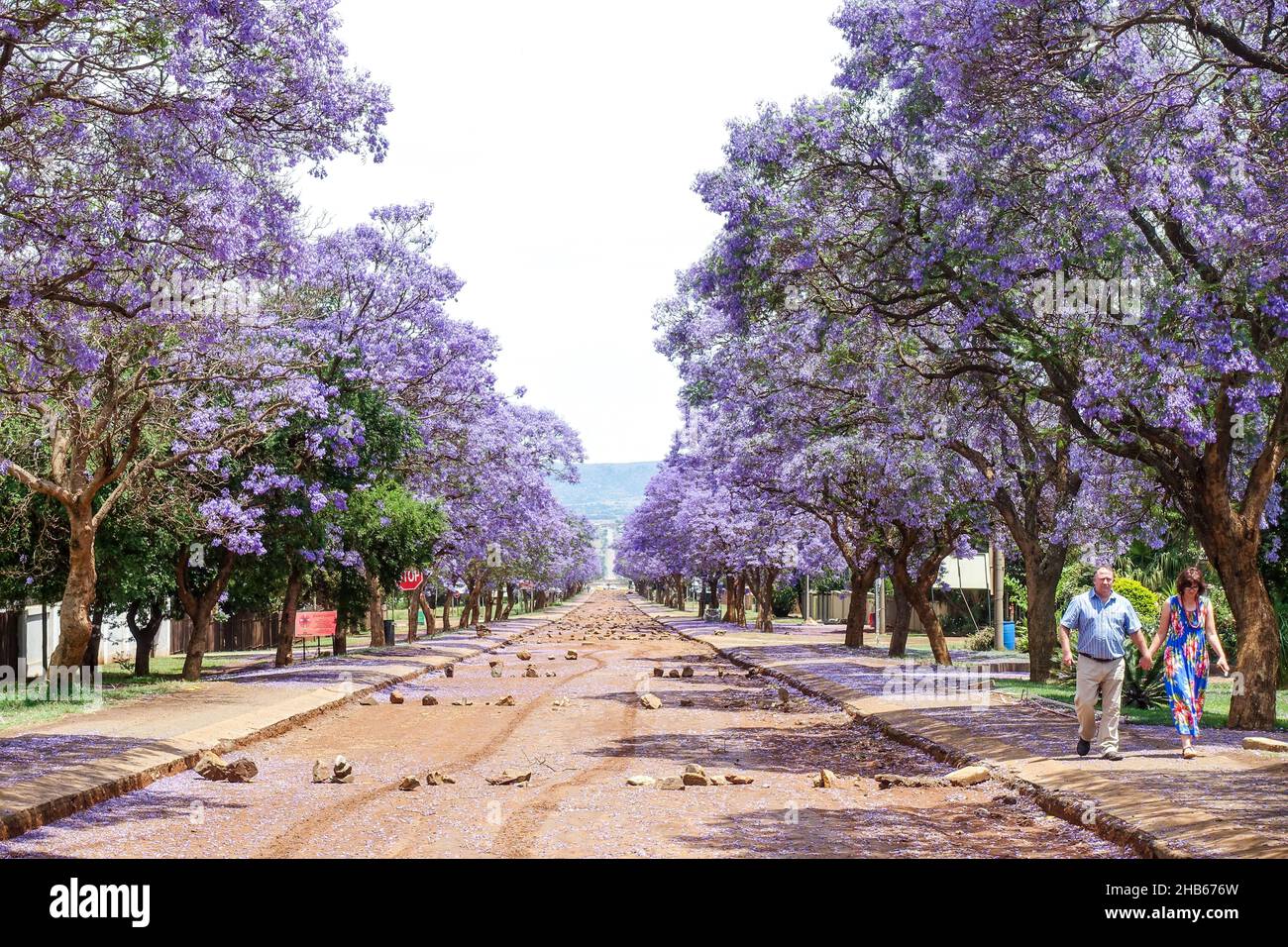 Purple jacaranda trees in South Africa Stock Photo