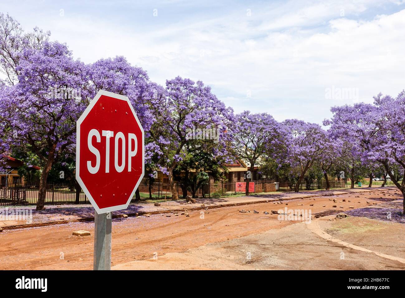 STOP sign with Jacaranda purple trees on a road in construction in Lydenburg, South Africa Stock Photo