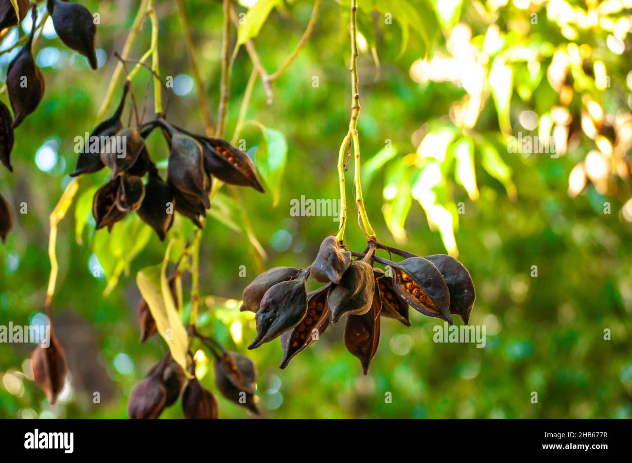 kurrajong, Brachychiton populneus, seeds and leaves, urban tree Stock Photo