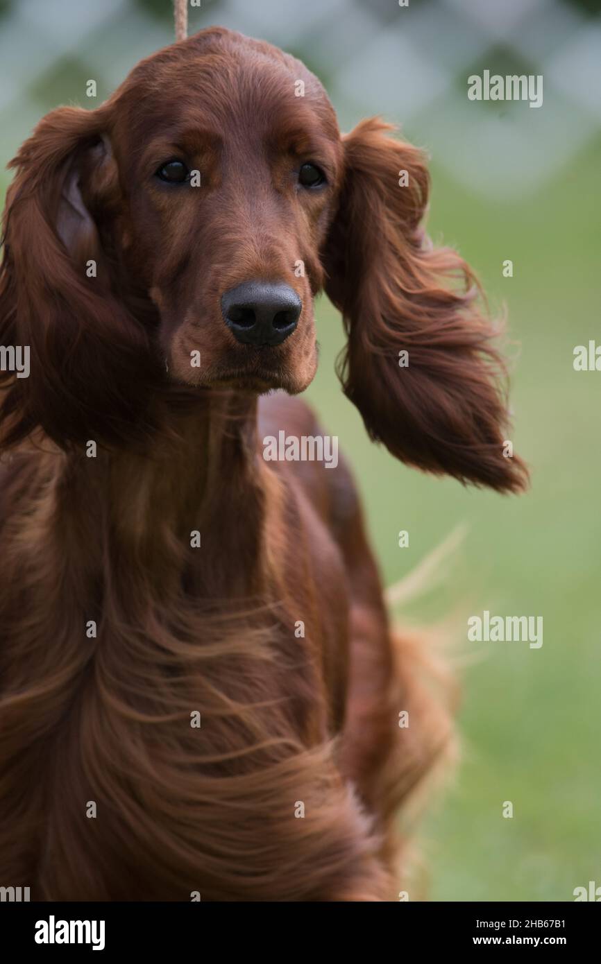 Irish Setter close up portrait Stock Photo - Alamy