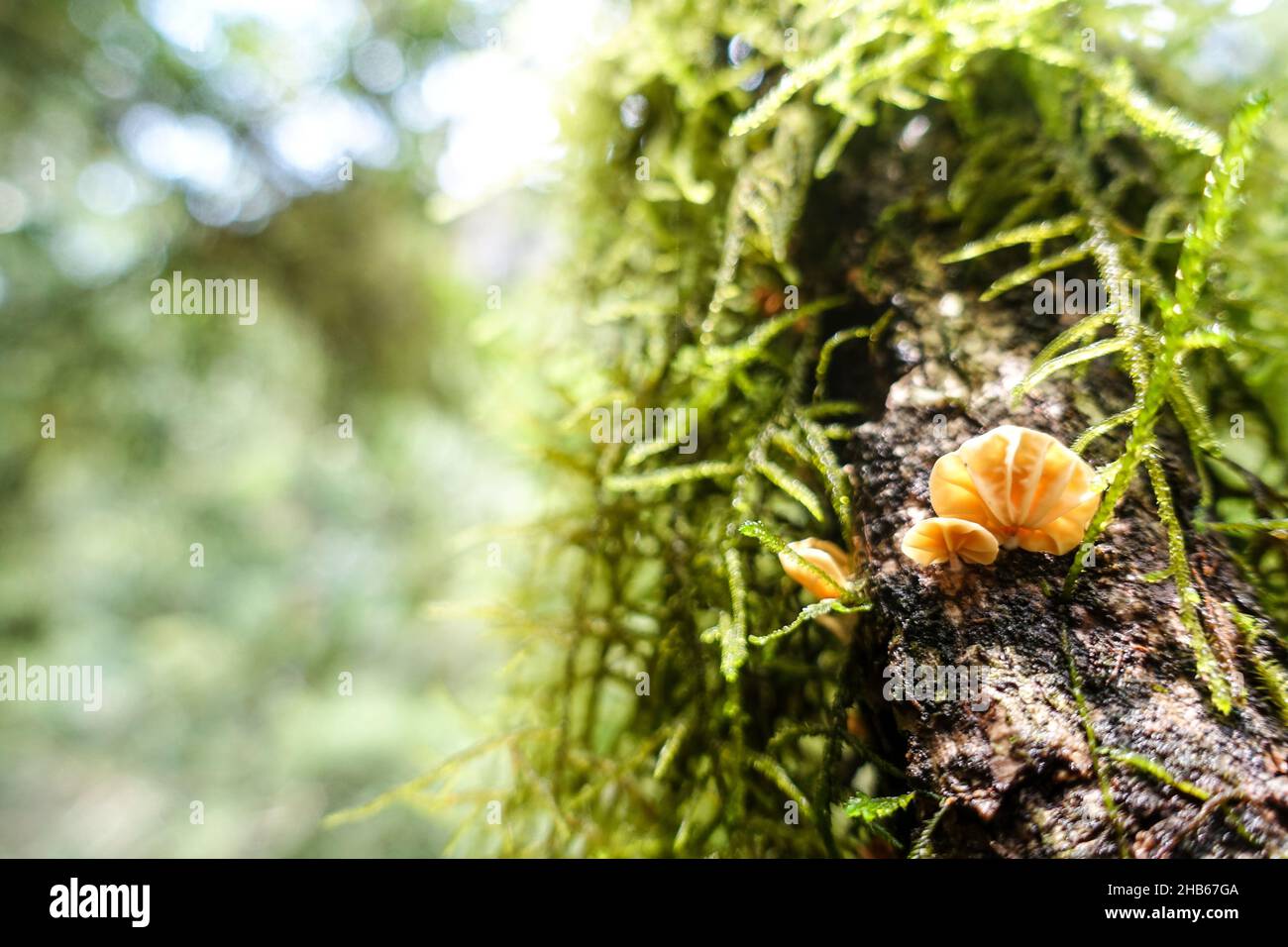 Moss on a tree at Graskop gorge, South Africa Stock Photo