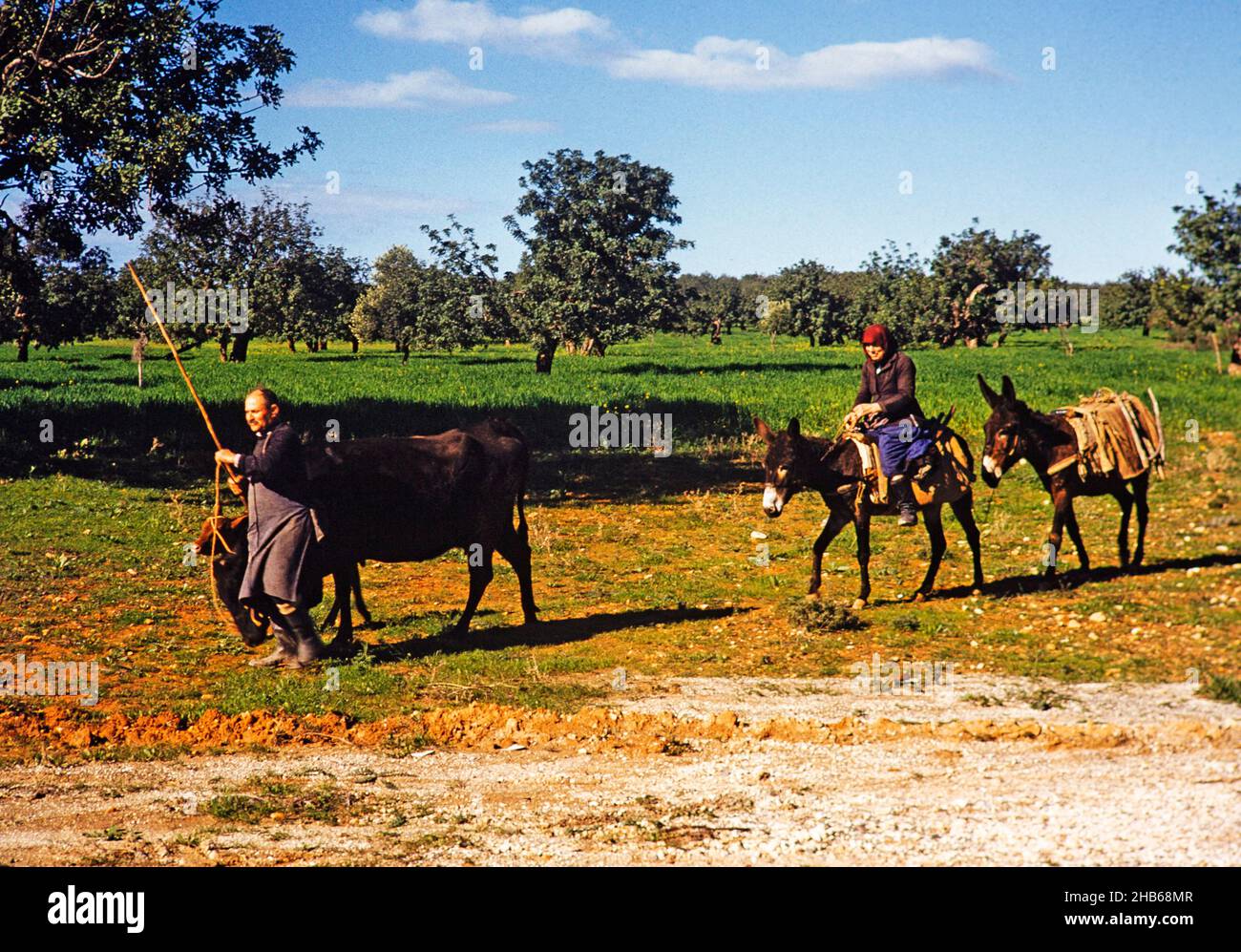 Farmer leading cow and calf with woman riding a donkey across farmland, traditional way of life in rural Cyprus 1963 Stock Photo