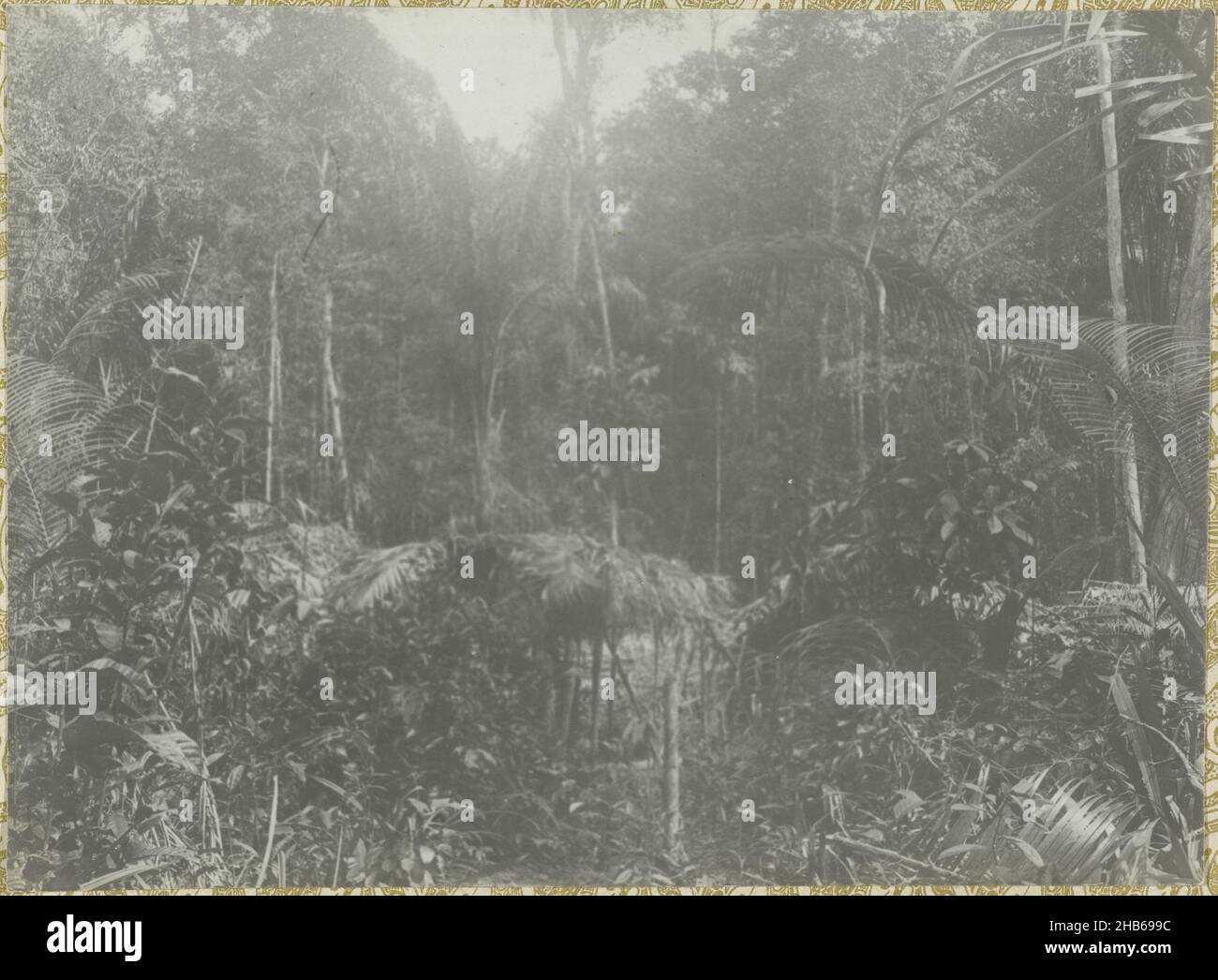 Jungle, View in the Surinamese jungle. Part of the photo album Souvenir de Voyage (part 1), about the life of the Doijer family in and around the plantation Ma Retraite in Suriname in the years 1906-1913., Hendrik Doijer (attributed to), Suriname, 1906 - 1913, photographic support, gelatin silver print, height 122 mm × width 165 mm Stock Photo