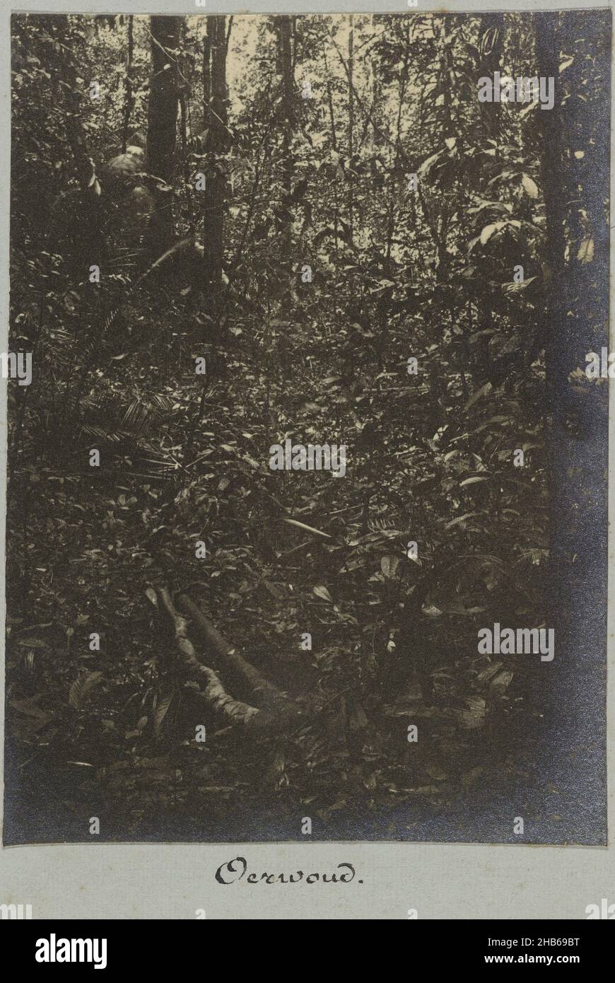 Jungle (title on object), View into the jungle. Part of the photo album Souvenir de Voyage (part 1), about the life of the Doijer family in and around the plantation Ma Retraite in Suriname in the years 1906-1913., Hendrik Doijer (attributed to), Suriname, 1906 - 1913, photographic support, gelatin silver print, height 112 mm × width 81 mm Stock Photo