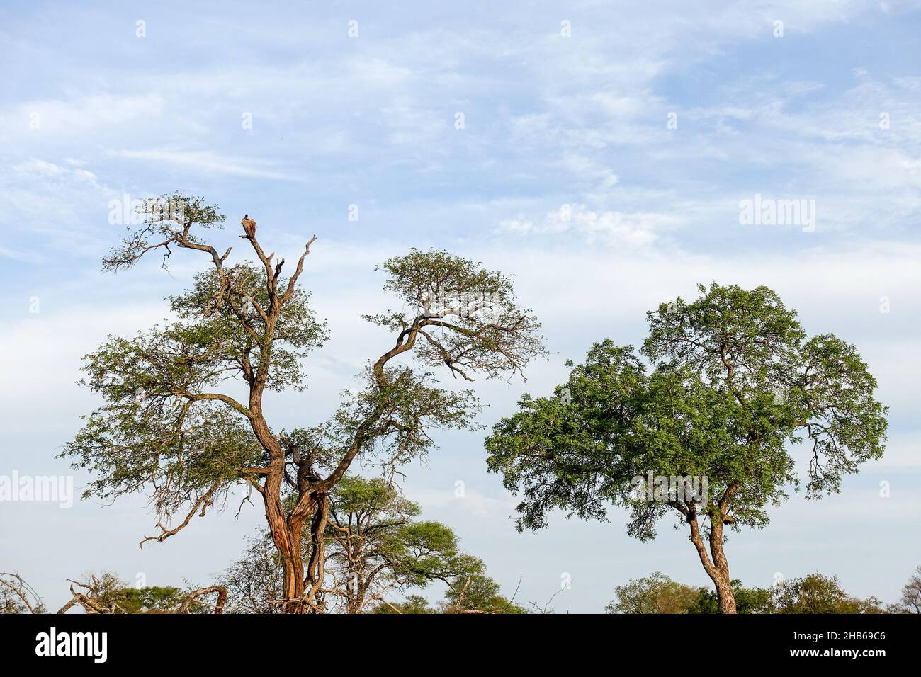 Tree tops in the Kruger National Park, South Africa Stock Photo