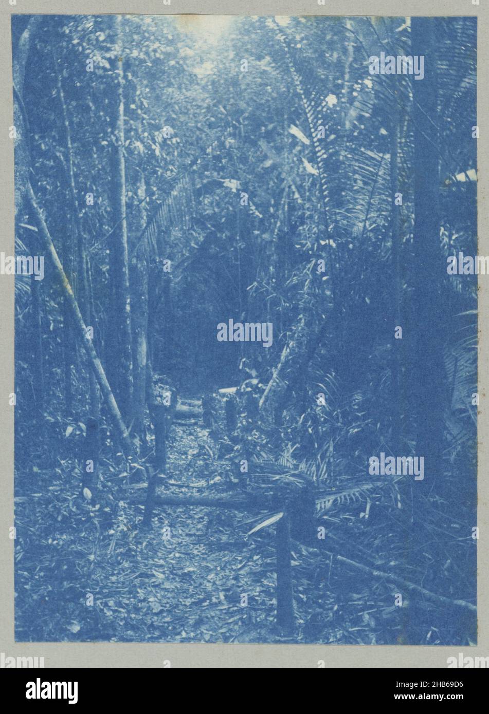 Measuring line at the Witwatra (title on object), Measuring line in the jungle. Part of the photo album Souvenir de Voyage (part 1), about the life of the Doijer family in and around the plantation Ma Retraite in Suriname in the years 1906-1913., Hendrik Doijer (attributed to), Suriname, 1906 - 1913, photographic support, cyanotype, height 108 mm × width 80 mm Stock Photo