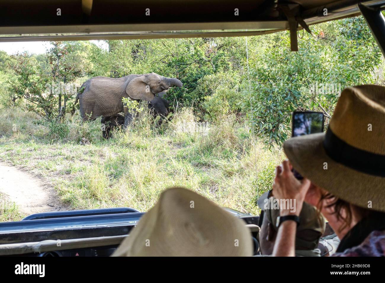 Game spotting by tourists on a game drive, safari trip, among the wildlife of Kruger National Park, South Africa Stock Photo