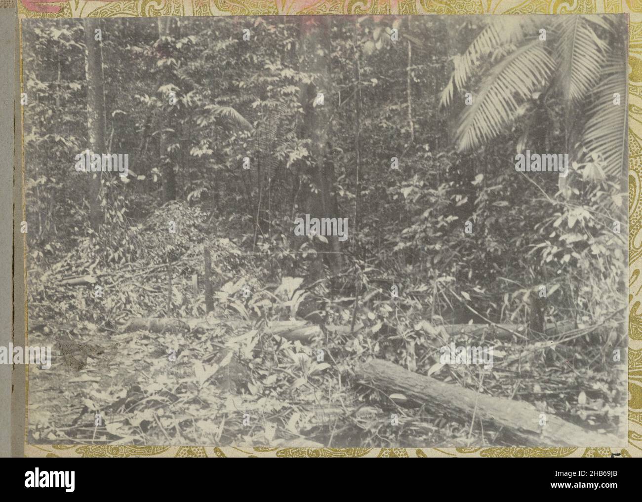 In the primeval forest, Trees and plants in the Surinamese primeval forest. Part of the photo album Souvenir de Voyage (part 1), about the life of the Doijer family in and around the plantation Ma Retraite in Suriname in the years 1906-1913., Hendrik Doijer (attributed to), Suriname, 1906 - 1913, photographic support, gelatin silver print, height 80 mm × width 112 mm Stock Photo