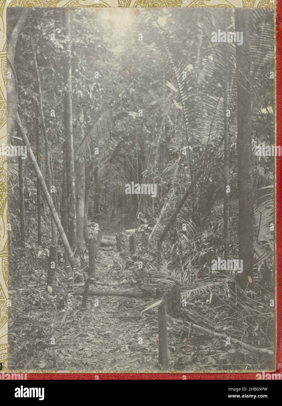 Cutting Through Jungle High Resolution Stock Photography and Images - Alamy