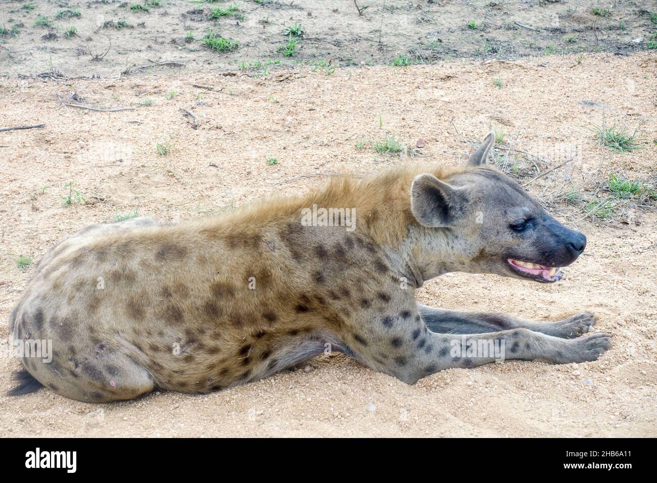 Close-up of a Hyena in the Kruger National Park, South Africa Stock Photo