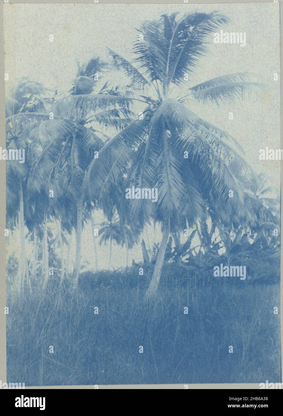 Coronie (title on object), Coconut trees at Coronie. Part of the photo album Souvenir de Voyage (part 2), about the life of the Doijer family in and around the plantation Ma Retraite in Suriname in the years 1906-1913., Hendrik Doijer (attributed to), Suriname, 1906 - 1913, photographic support, cyanotype, height 169 mm × width 121 mm Stock Photo