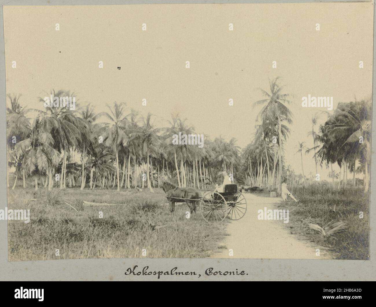 Coconut palms, Coronie (title on object), Coconut palms in Coronie. In the foreground is a European man sitting in a horse-drawn carriage. Part of the photo album Souvenir de Voyage (part 2), about the life of the Doijer family in and around the plantation Ma Retraite in Suriname in the years 1906-1913., Hendrik Doijer (attributed to), Suriname, 1906 - 1913, photographic support, gelatin silver print, height 118 mm × width 168 mm Stock Photo