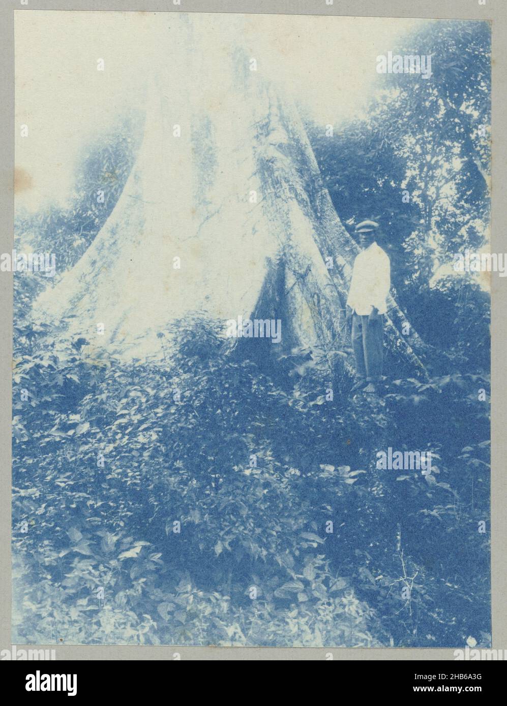 Kankantrie Tourtonnelaan (title on object), Surinamese man posing at the foot of a kankantrie (wild kapok tree) on the road to the Tourtonne plantation. Part of the photo album Souvenir de Voyage (part 2), about the life of the Doijer family in and around the plantation Ma Retraite in Suriname in the years 1906-1913., Hendrik Doijer (attributed to), Suriname, 1906 - 1913, photographic support, cyanotype, height 106 mm × width 81 mm Stock Photo