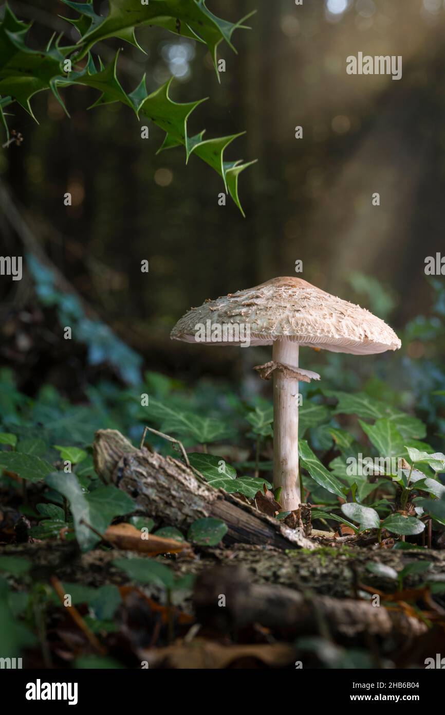 Large Parasol fungus Macrolepiota procera in the evening sun in a forest in the Achterhoek in the Netherlands Stock Photo