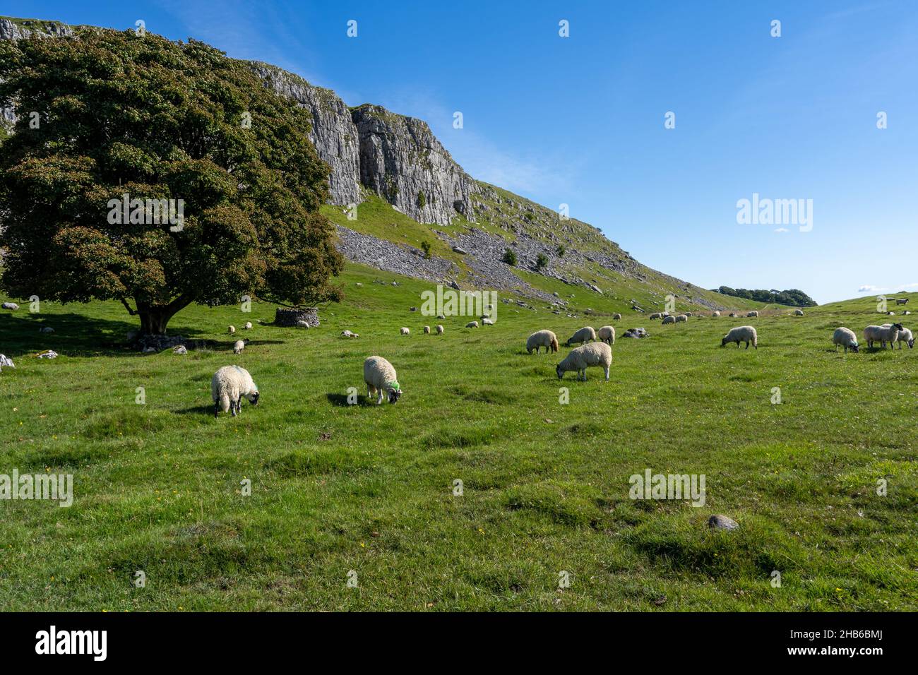 Sheep grazing on the North Yorkshire Dales Stock Photo