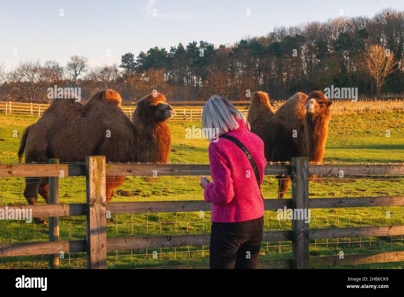Cold weather camels hires stock photography and images Alamy