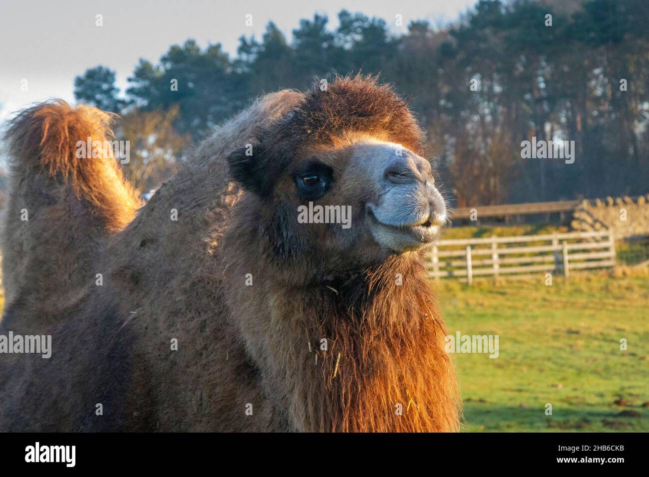 Cold weather camels hi-res stock photography and images - Alamy