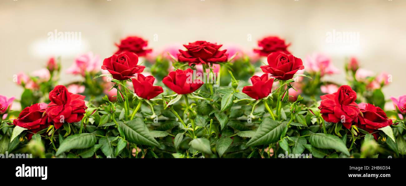 Red Roses Header Printable Flower red rose blossom, panoramic banner header background. Scarlet ...