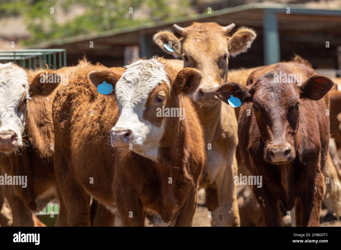 Image of a cow in a feedlot or feed yard Stock Photo Alamy