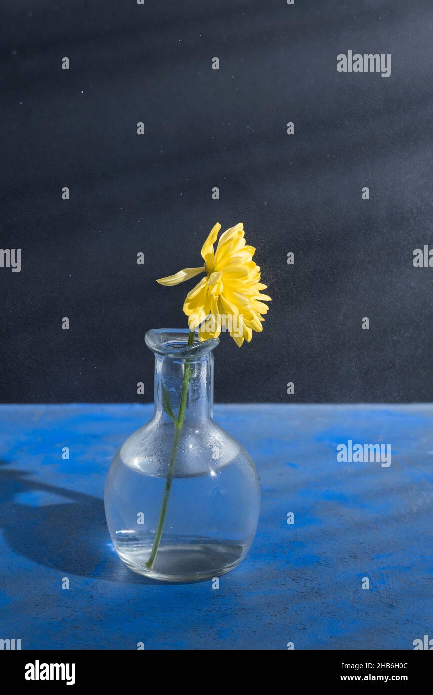 Atmospheric image of yellow flower in a vase on blue and black background with creative shadows and drops of water Stock Photo
