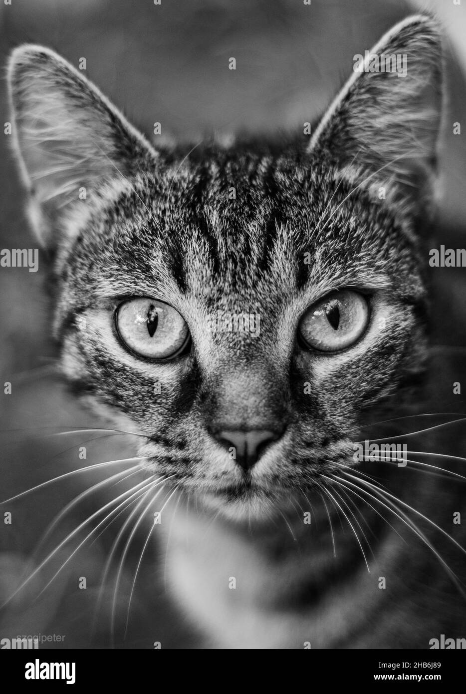 Vertical shot of a cat looking straight into the camera in grayscale ...