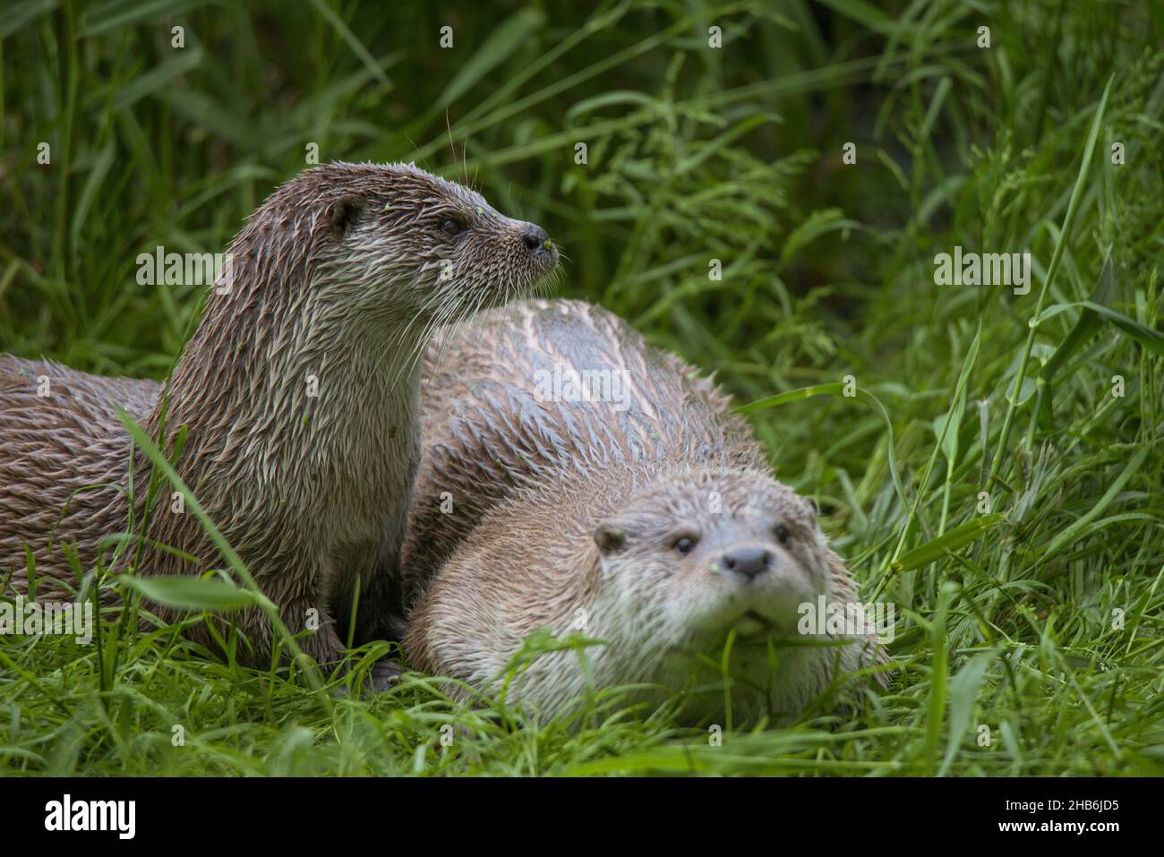 European river otter, European Otter, Eurasian Otter (Lutra lutra), Two otters on shore, Germany Stock Photo