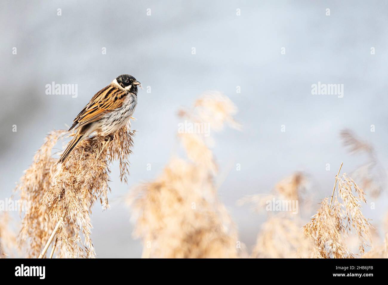 reed bunting (Emberiza schoeniclus), male perched on a reed inflorescence, Germany, Bavaria, Oberbayern, Upper Bavaria Stock Photo