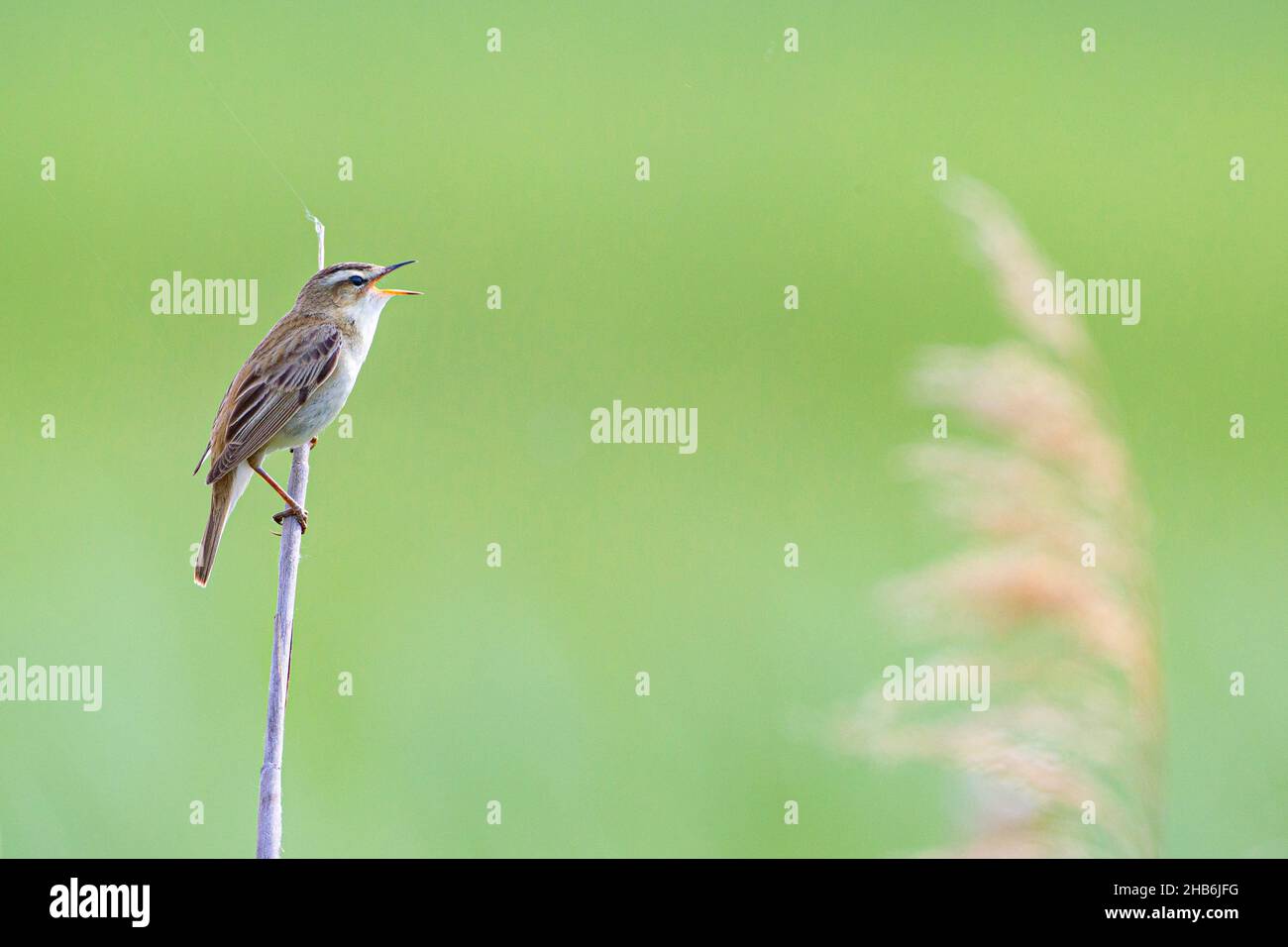 sedge warbler (Acrocephalus schoenobaenus), sings on a blade of reed, Austria Stock Photo