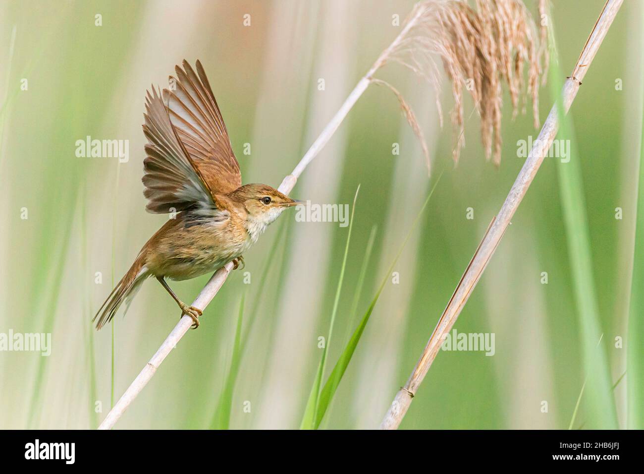 reed warbler (Acrocephalus scirpaceus), landing on a blade of reed, Germany, Bavaria Stock Photo