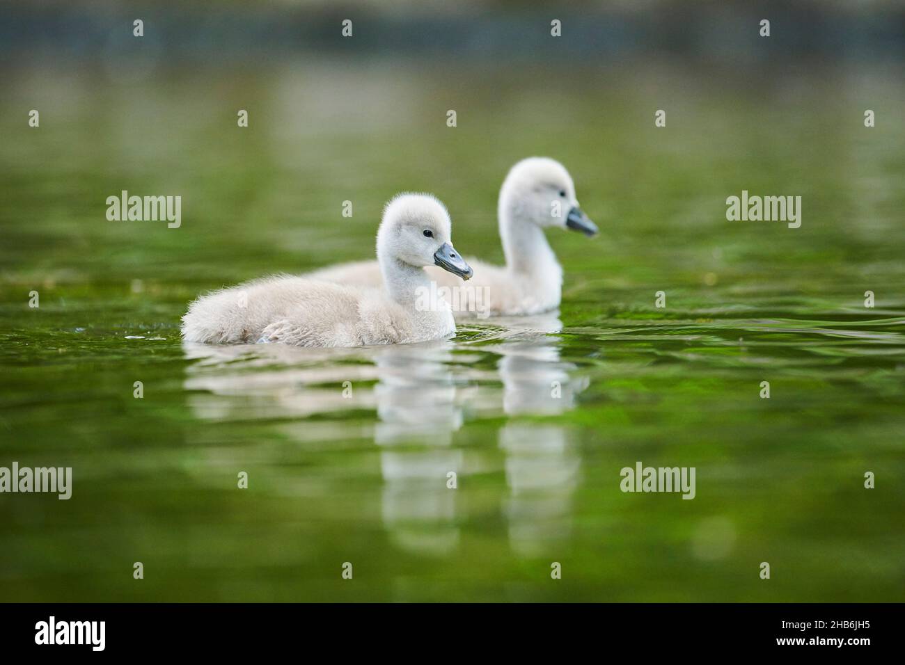 mute swan (Cygnus olor), Two chicks swimming on a lake, Germany, Bavaria Stock Photo