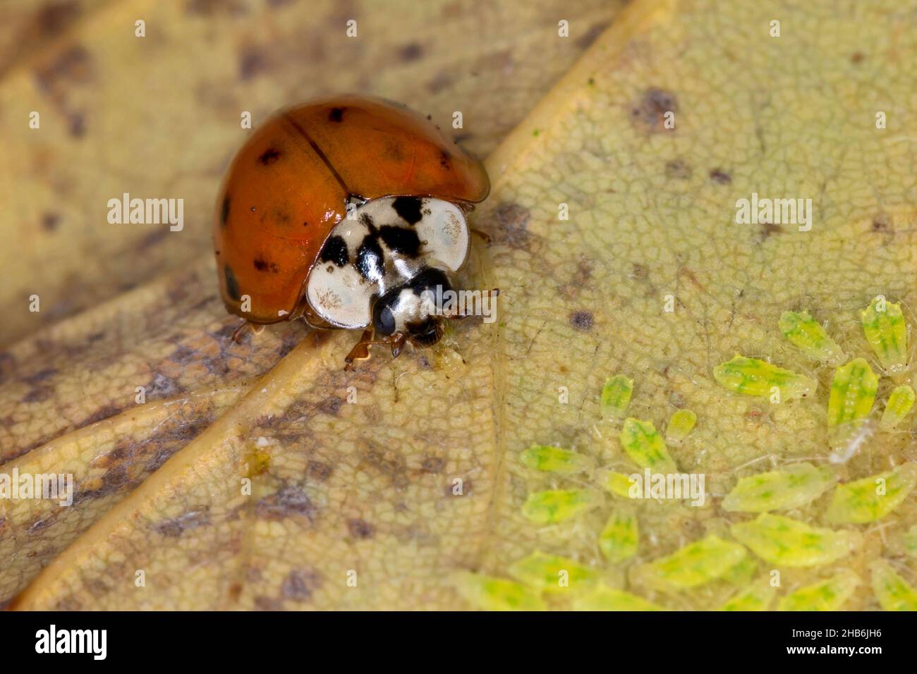 multicoloured Asian beetle (Harmonia axyridis), feeds greenflies, Germany Stock Photo