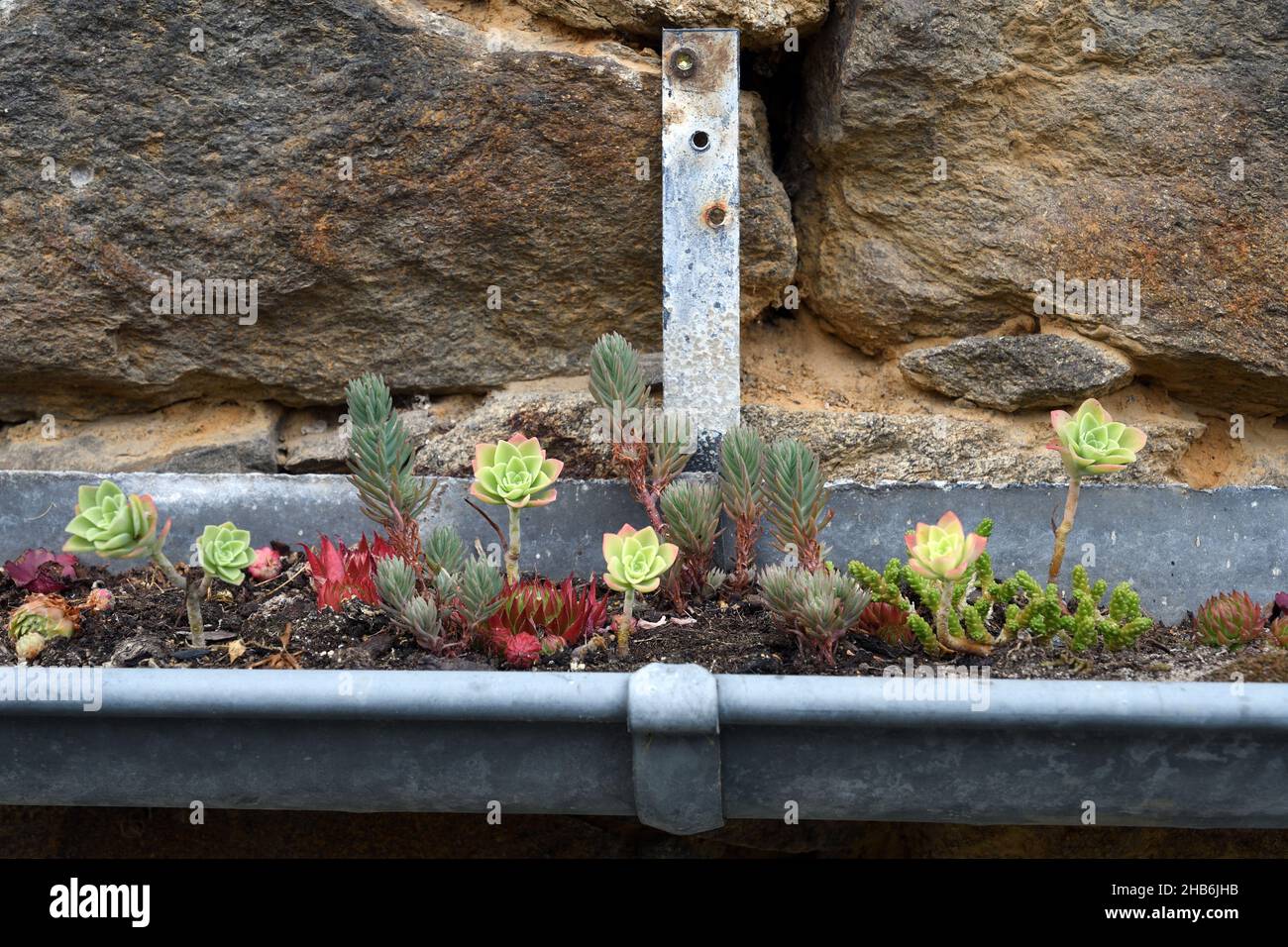 Emerald Angle, Pachyphytum (Pachyphytum compactum), small rock garden with various succulents in an old gutter , France, Brittany, Departement Stock Photo