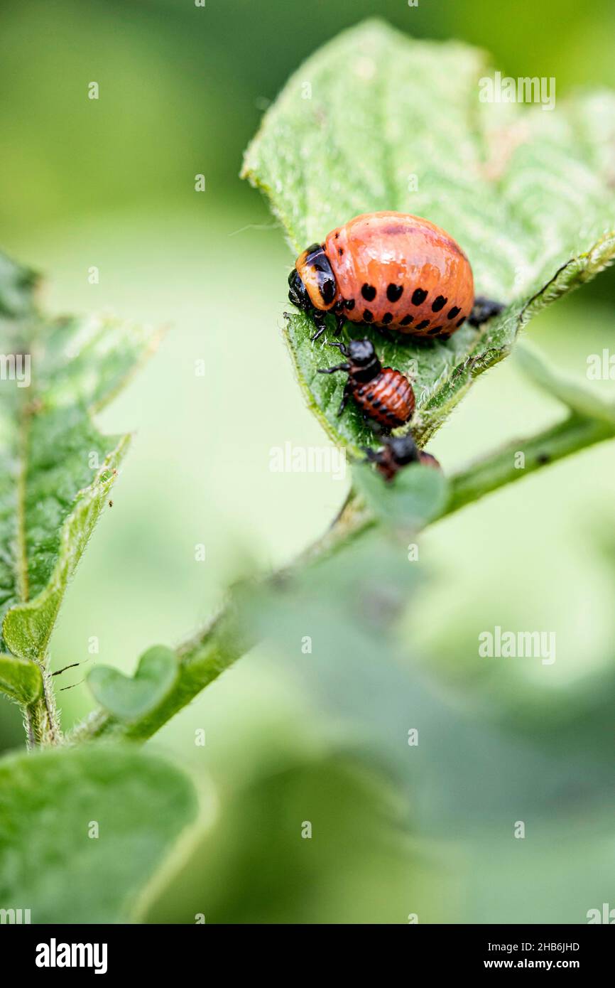 Colorado potato beetle, Colorado beetle, potato beetle (Leptinotarsa decemlineata), lavae of different stages, Germany, Bavaria Stock Photo