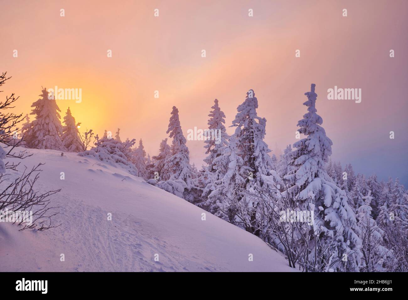 Norway spruce (Picea abies), Snow-covered spruces at sunrise on mount Arber, Germany, Bavaria, Bavarian Forest National Park Stock Photo