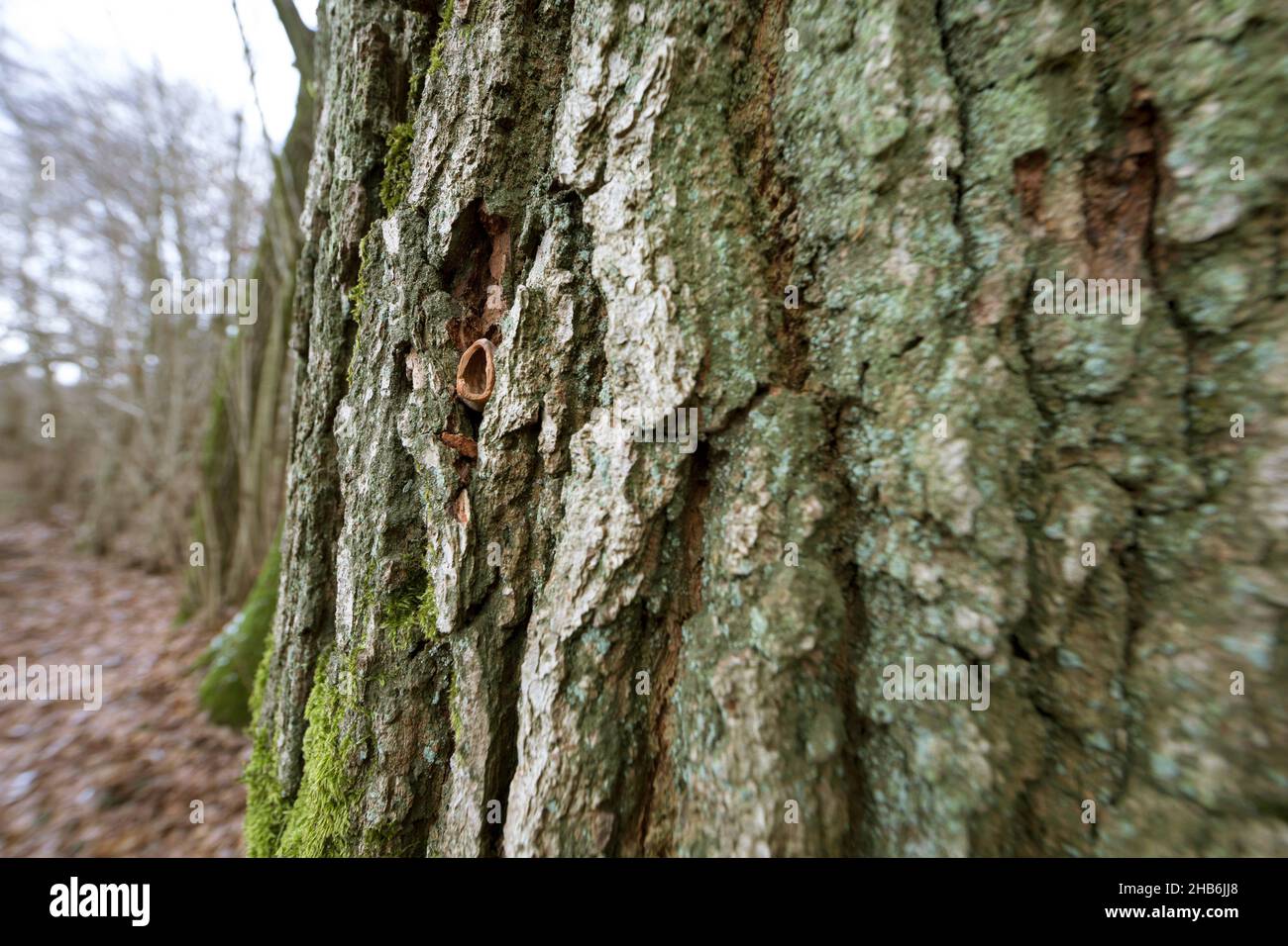 hazelnut (Corylus avellana), A woodpecker or nuthatch wedged a hazelnut into bark, opened and fed it, Germany Stock Photo