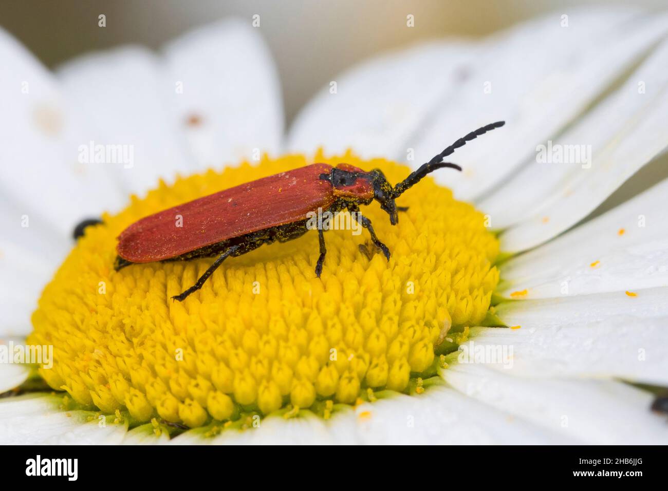 Net-winged beetle (Lygistopterus sanguineus), sits on an ox-eye diasy, Germany Stock Photo