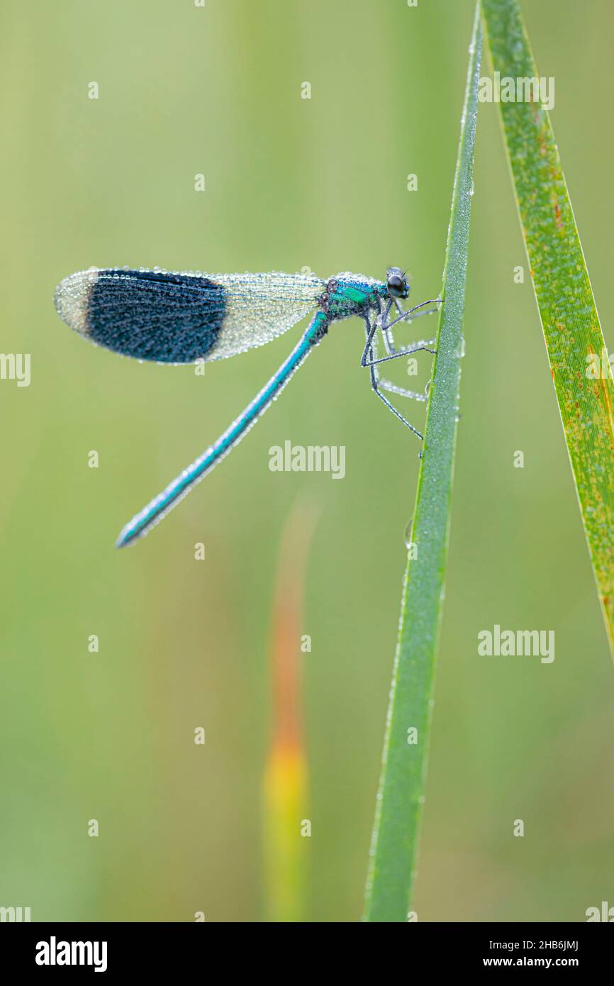 banded blackwings, banded agrion, banded demoiselle (Calopteryx splendens, Agrion splendens), sits on a leaf wetted with morning dew, Germany, Stock Photo