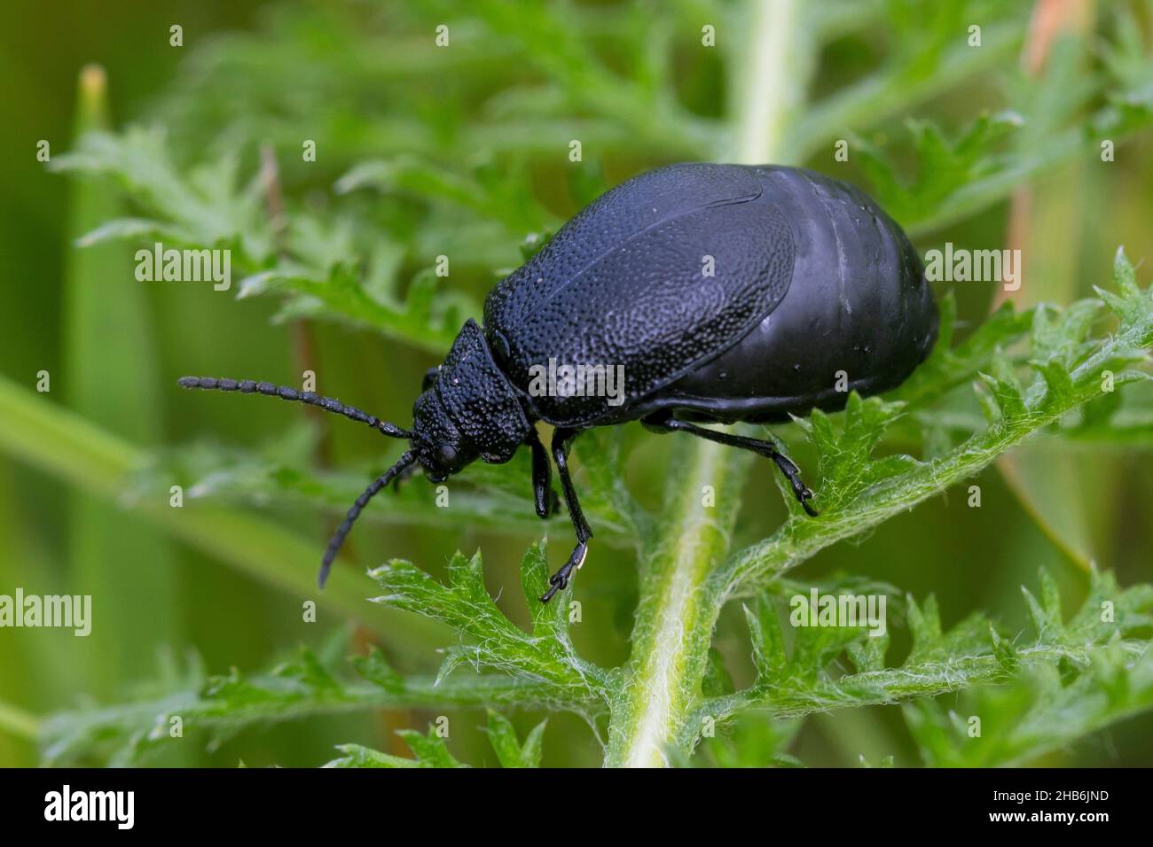 tansy beetle (Galeruca tanaceti), female sits on a leaf, Germany Stock Photo