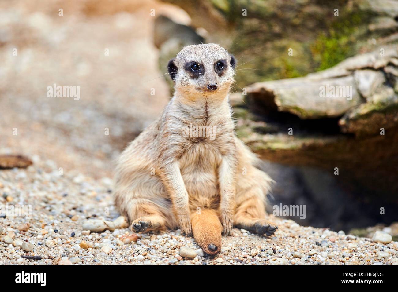 suricate, slender-tailed meerkat (Suricata suricatta), sits erect and sunbaths Stock Photo