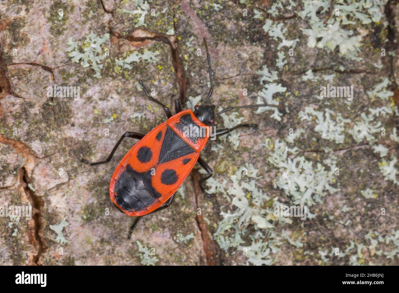 firebug (Pyrrhocoris apterus), sits on bark, Germany Stock Photo