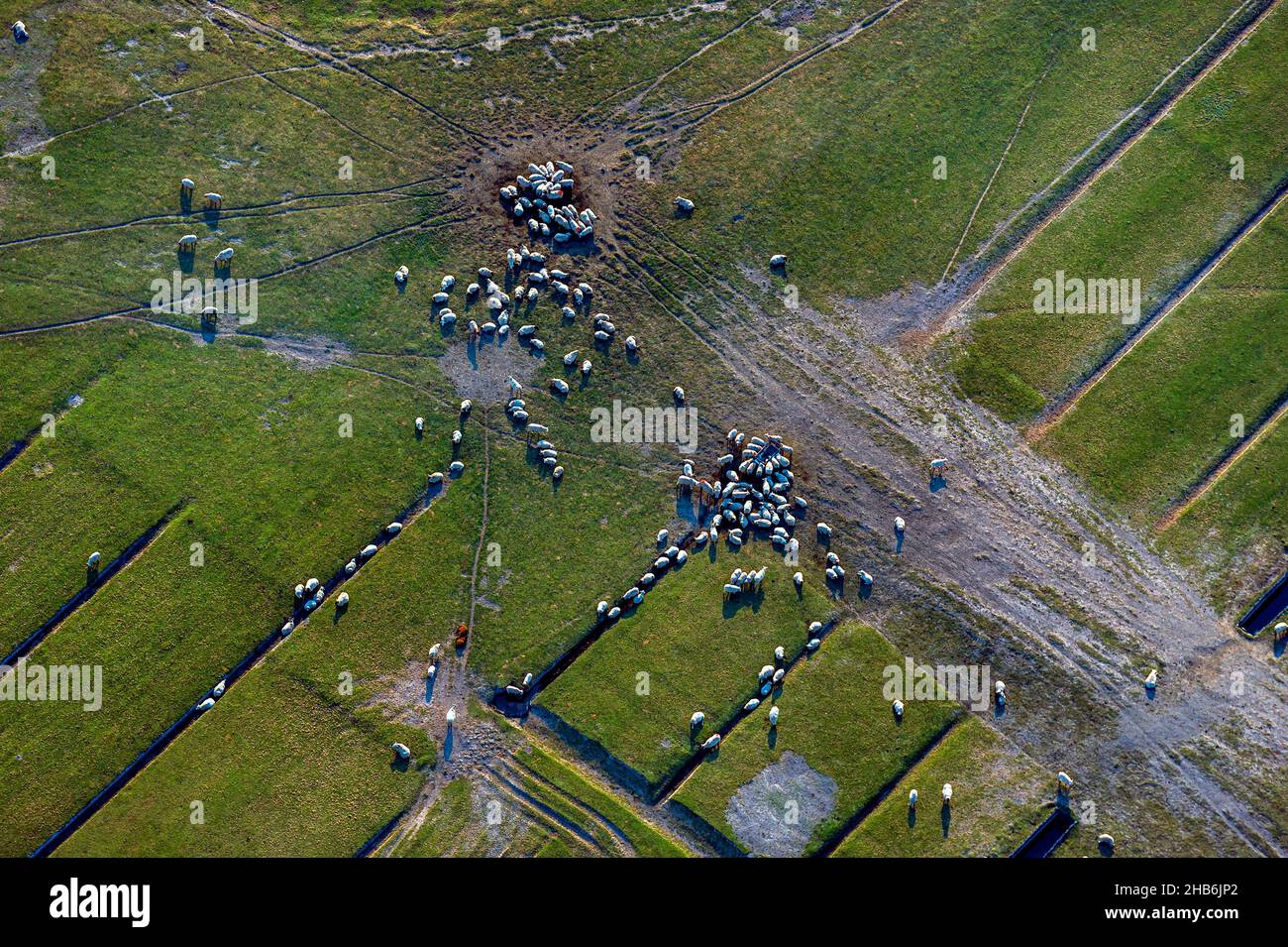 domestic sheep (Ovis ammon f. aries), flock of sheep on grassland of an outer dike with old drainage ditches, aerial view , Germany, Stock Photo