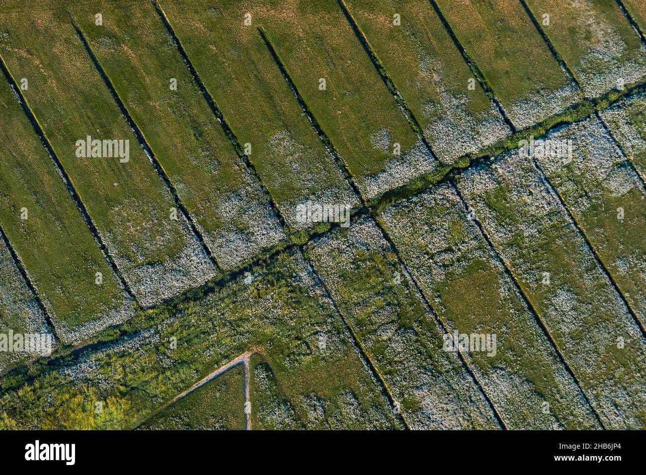 Grassland areas with old drainage ditches in front of the outer dike, aerial view, Germany, Schleswig-Holstein, Neufelder Koog Stock Photo