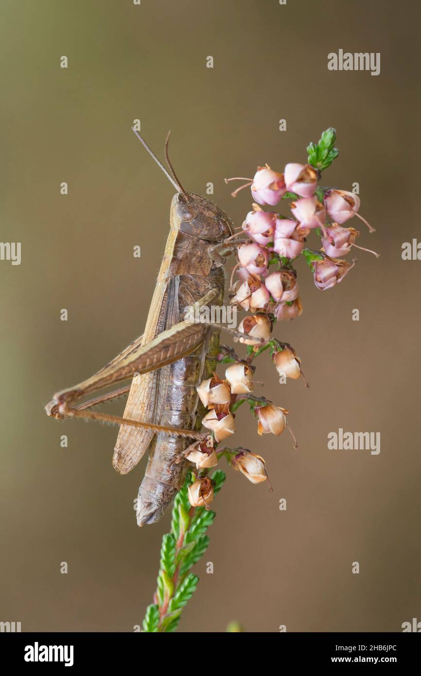 Meadow grasshopper (Chorthippus dorsatus), female sits on heather, Germany Stock Photo