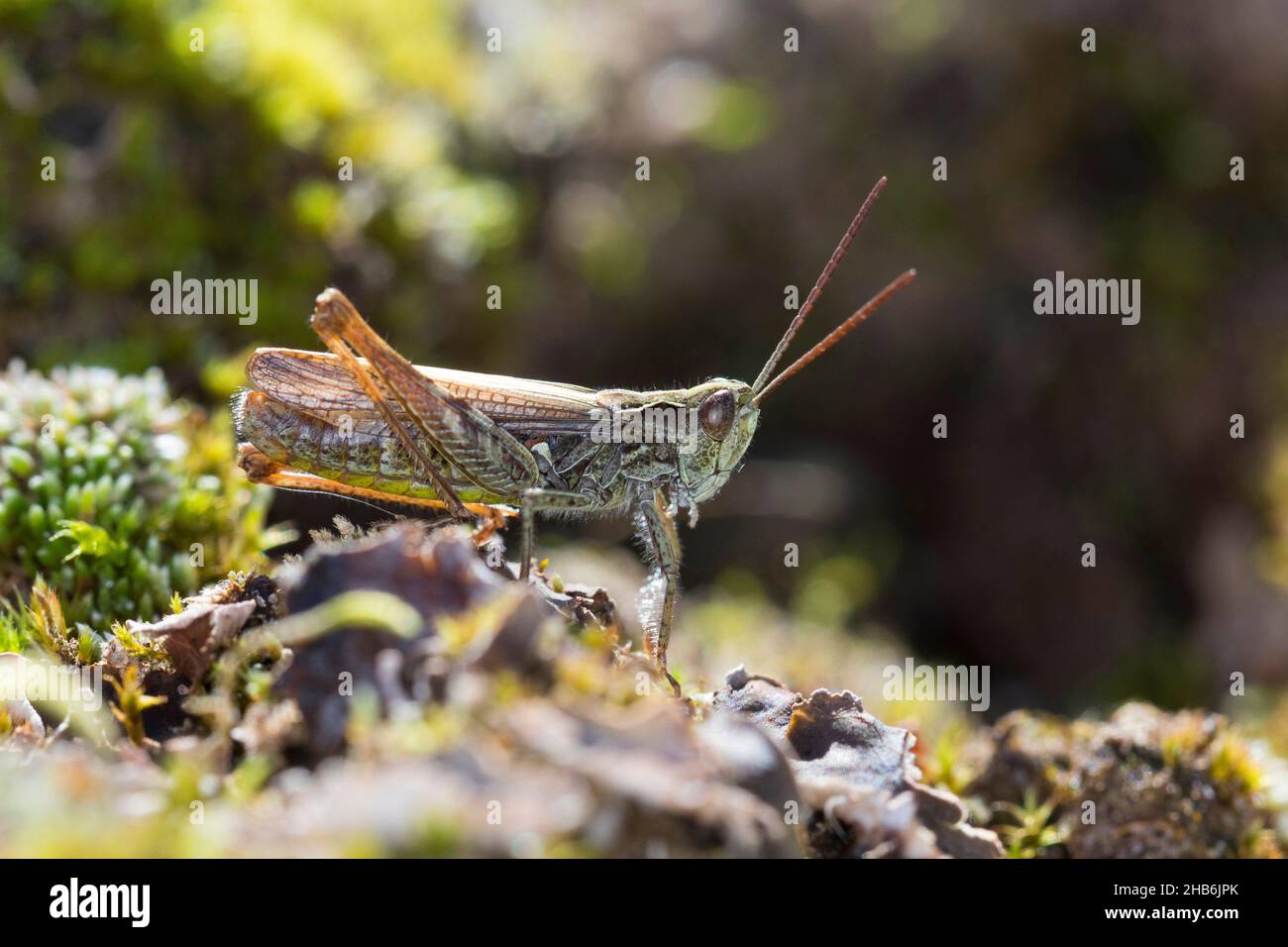 Lesser Field Grasshopper (Chorthippus mollis, Glyptobothrus mollis, Stauroderus mollis), male, Germany Stock Photo