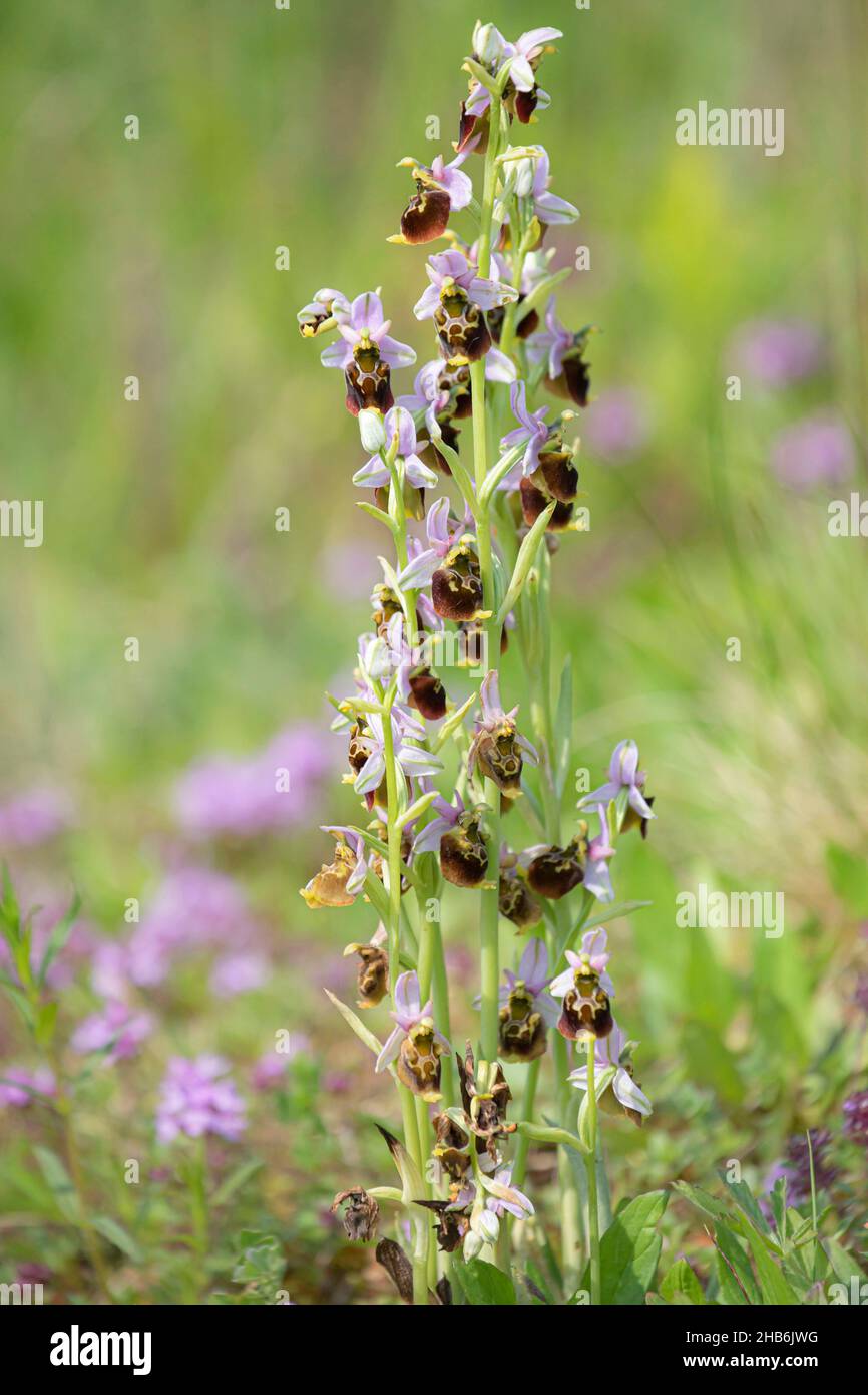 later spider orchid (Ophrys holoserica, Ophrys holosericea, Ophrys fuciflora), inflorescences, Germany, Bavaria Stock Photo