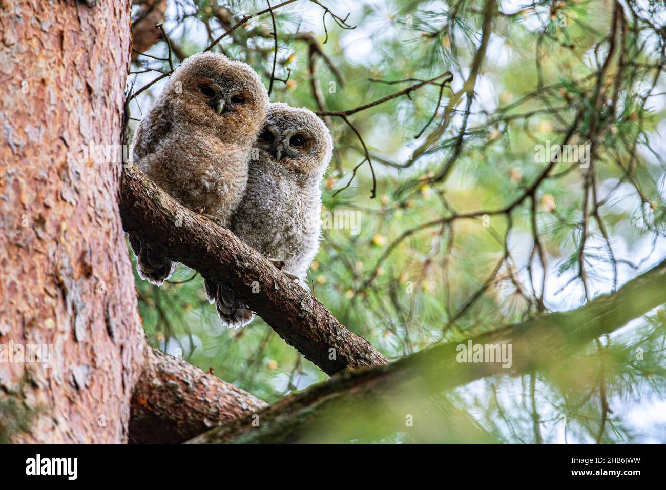 Eurasian tawny owl (Strix aluco), Two young Eurasian tawny owls, Germany, Bavaria Stock Photo
