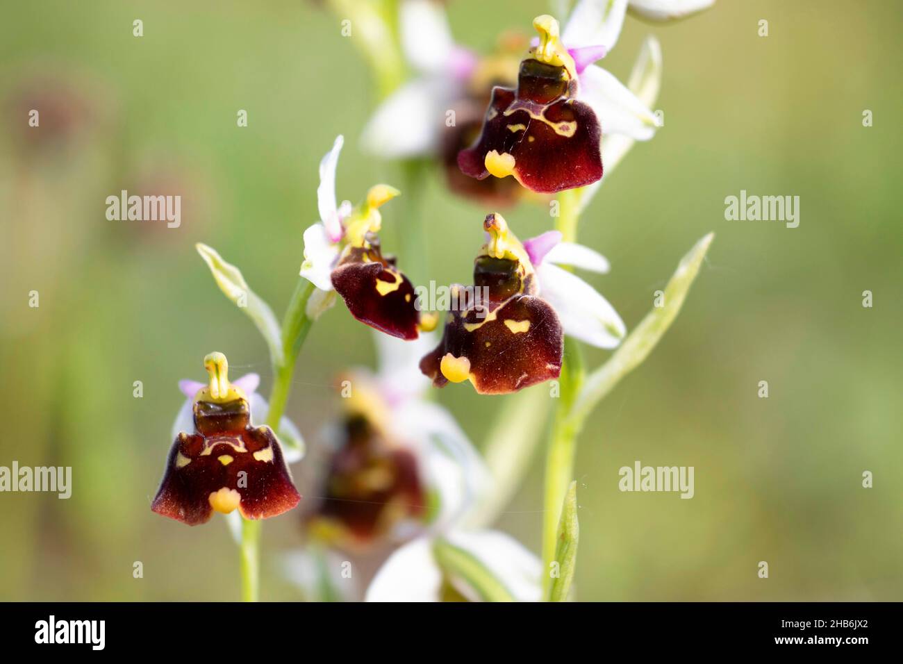 later spider orchid (Ophrys holoserica, Ophrys holosericea, Ophrys fuciflora), flowers, Germany, Bavaria Stock Photo