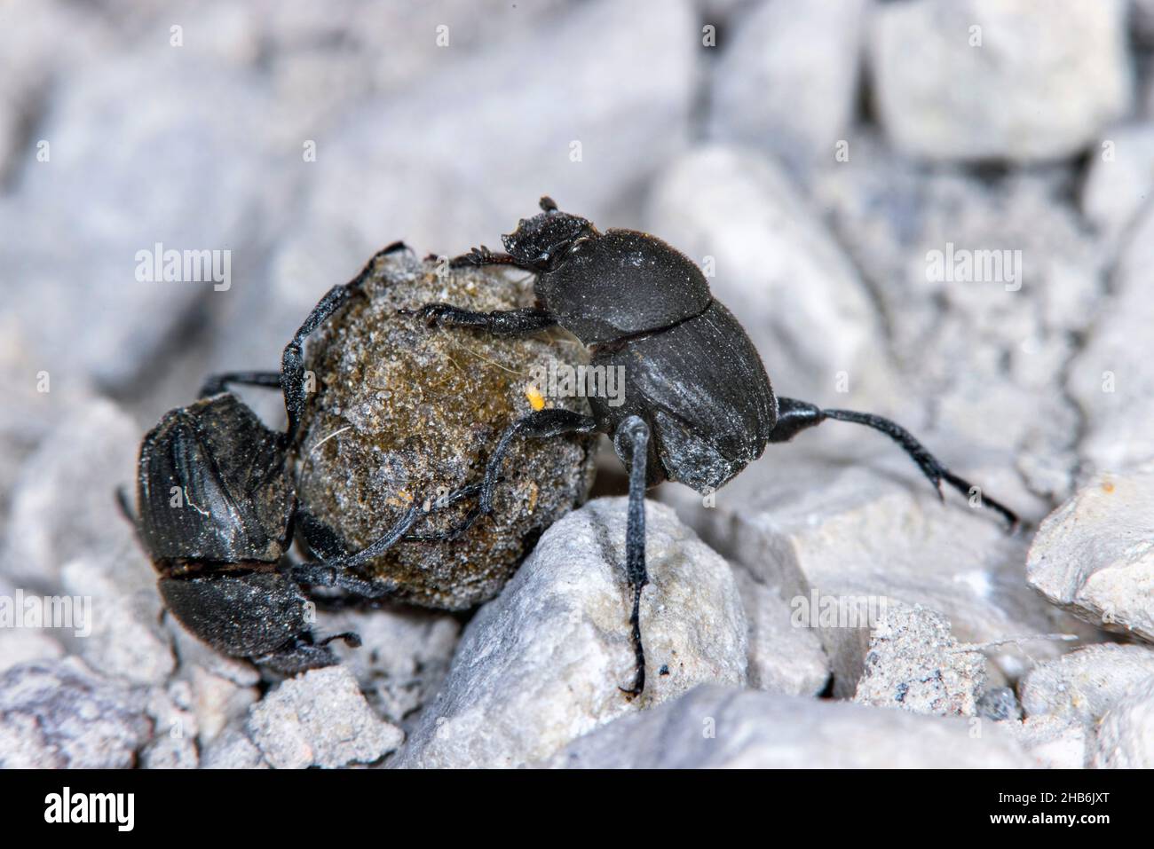 Sisyphus Beetle (Sisyphus schaefferi), Two Sisyphus Beetles roll a faeces ball, Germany Stock Photo